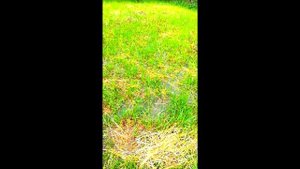 Осушить участок. Самый быстрый и простой способ вывести воду с садового участка своими руками