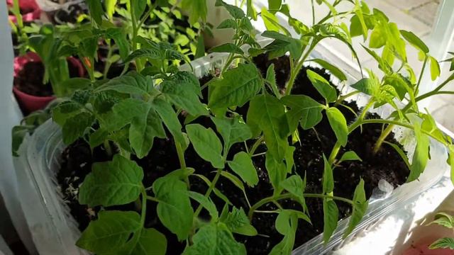 В этом году рассады ещё больше сделали смотреть онлайн