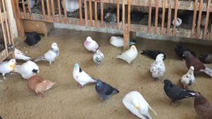 #Pigeons.Когда нужно голубей проглистогонить и обработать от паразитов.