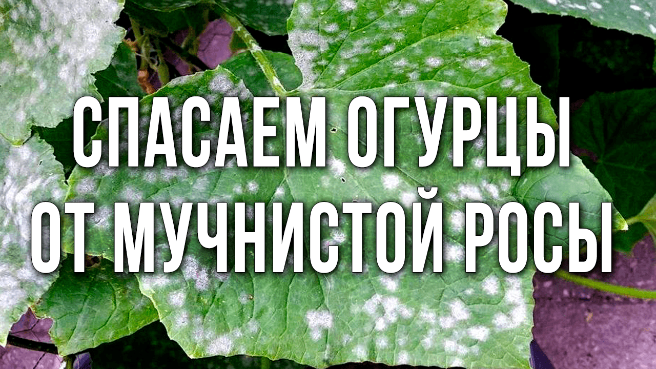 Как избавиться от мучнистой росы на огурцах. Сорта огурцов, устойчивые к мучнистой росе.