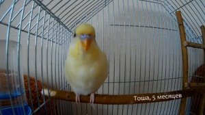 Пение волнистого попугая Тоши в 5 месяцев \\\ The young singing parrot