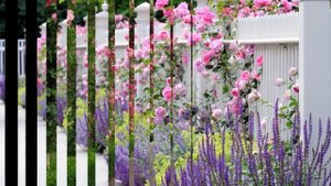 Розы в ландшафтном дизайне. Много фото.