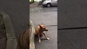 Собака не хочет идти домой