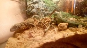 Содержание прытких ящериц в домашних условиях.