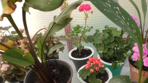 Уходят каллы на покой. Правильно готовим каллы к зимней "спячке"