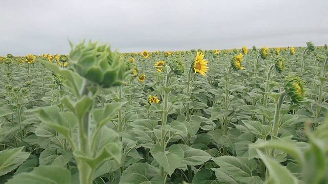 Соняшник Аргентік стан на 18.07.2020. смотреть онлайн