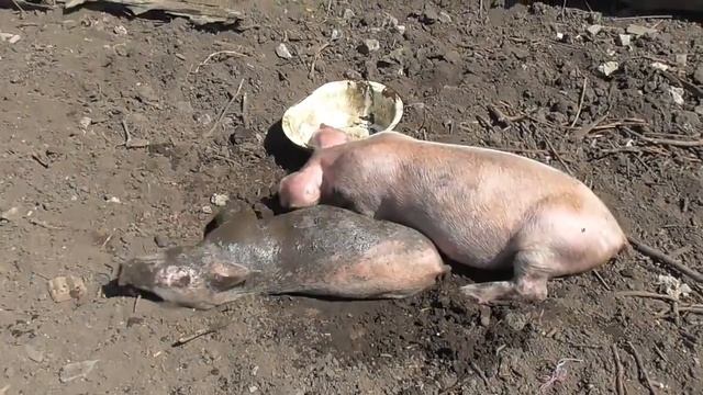 Бюджетная поилка для свиней // Не потратил ни копейки