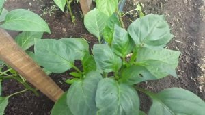 ВНИМАНИЕ! МУРАВЕЙ НА ЛИСТЬЯХ ПЕРЦА - СКОРО ПОЯВИТСЯ ТЛЯ! Ольга Чернова.