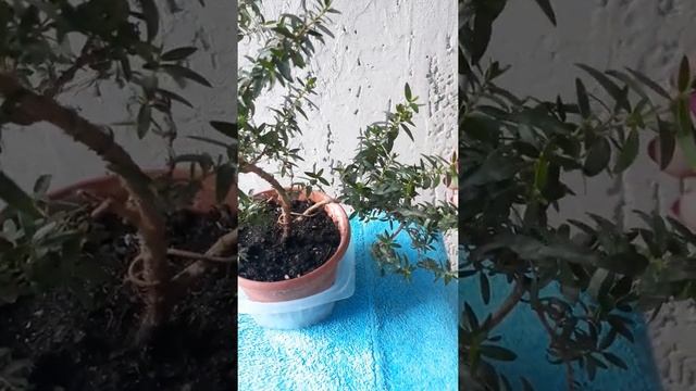 Мирт/цветение