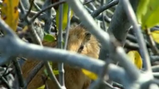 The Crocodile and the Hutia смотреть онлайн