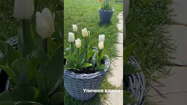 Кашпо из искусственного ротанга смотреть онлайн