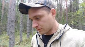 Сбор черники комбайном в Архангельской области