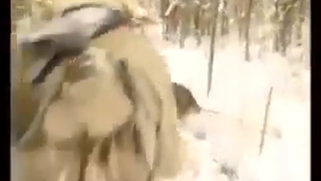 Охота на Соболя промысел в Якутии. смотреть онлайн