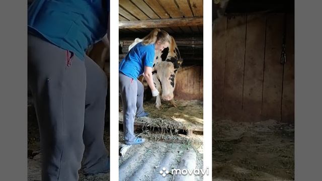 Готовимся к появлению теленка! Загон для телёнка на скорую руку. смотреть онлайн