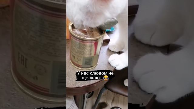 Кузя дорваос до консервы смотреть онлайн