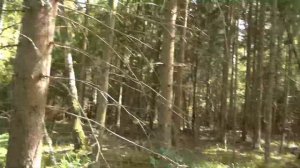 Калужская область, лесной коп.