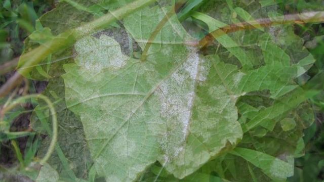 Виноград мильдью смотреть онлайн