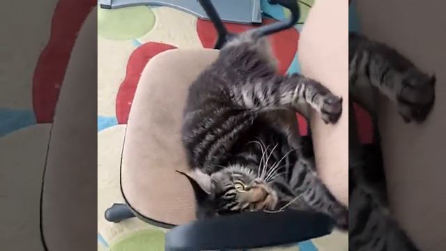 Мейн-кун Мистер Тайсон смотреть онлайн