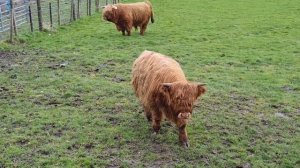 АЛЬВА, ШОТЛАНДИЯ / Первая линия по Шотландски / Шотландские волосатые коровы (Хайленд)