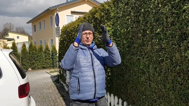 КАК ВЫРАСТИТЬ ЖИВОЙ ЗАБОР ИЗ ТУИ.ПРАВИЛА СТРИЖКИ.СОВЕТЫ.КАК ПРИДАТЬ ДЕРЕВУ ФОРМУ ШАРА. смотреть онлайн