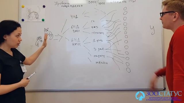 Поговорим о спинальниках — «Зоостатус полезный»