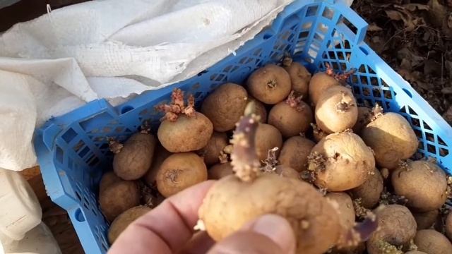 посадка картофеля///начало эксперимента смотреть онлайн