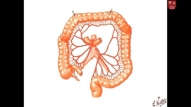7 Blood Supply of GIT смотреть онлайн