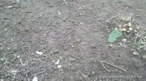 Уход за ремонтантной малиной осенью