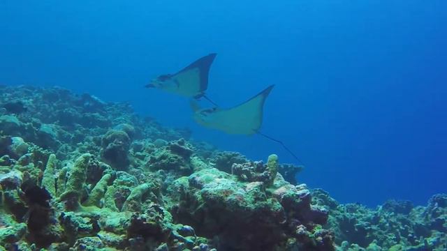Eagle rays / Huvadhoo Atoll / Maarehaa Feb2017
