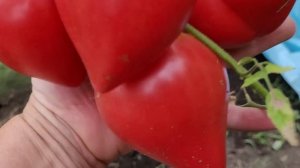 Обзор экзотических сортов томатов.