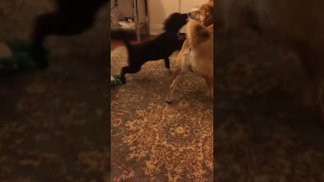 Shiba Inu, Kai Ken playtime.