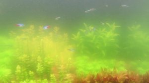 Зеленая вода в аквариуме. Что делать при цветении воды в аквариуме.
