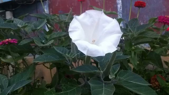 Распускается ночной цветок с функцией Time-Lapse смотреть онлайн