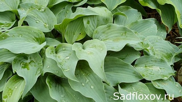 Голубая хоста Джемстоун (Gemstone) в моем саду смотреть онлайн