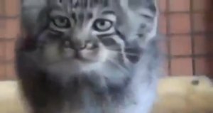 Манулята,это удивительные котята)