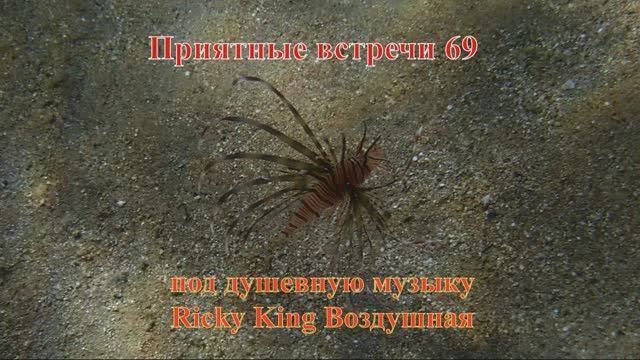 Приятные встречи 69 Крылатка Русселя лучистая под душевную музыку Ricky King Воздушная