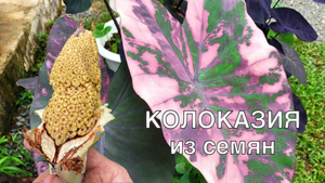 Как просто вырастить колоказию из семян