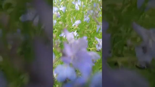 Как цветёт лобелия. #хештег#моишестьсоток #лобелия смотреть онлайн