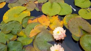 Нимфея Awesome (Nymphaea Awesome), нимфея Авесом