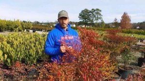NANDINA DOMESTICA | "Heavenly Bamboo" | Plant Spotlight