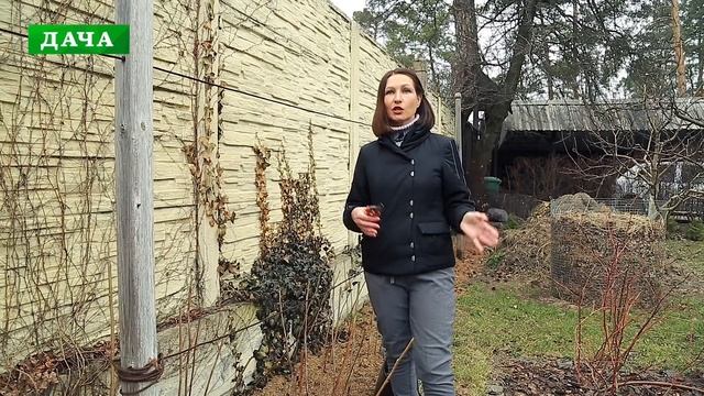 Весенний уход за ЯГОДНЫМИ КУСТАРНИКАМИ - обрезка, обработка, удобрения смотреть онлайн