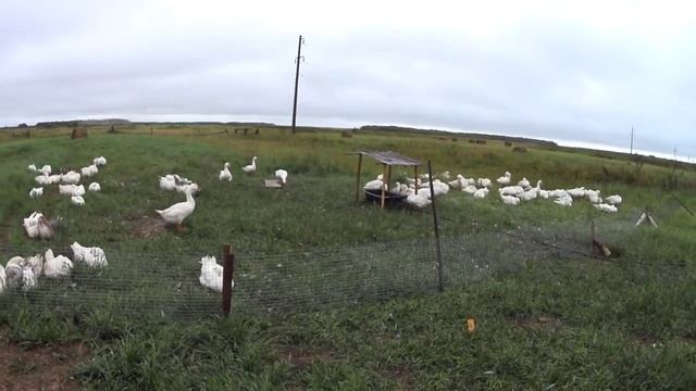 Умирают гуси смотреть онлайн