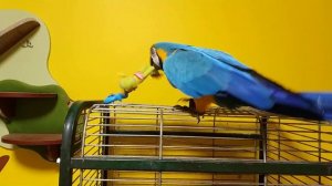 Попугай ара и жабка