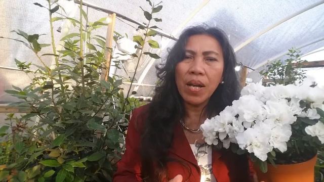 HOW TO GROW AZALEAS INDOOR / AZALEA CARE 🌺 🌺 смотреть онлайн