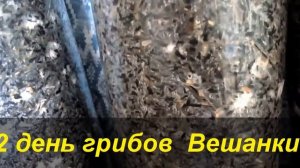 вырастить гриб вешанки дома