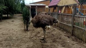 СТРАУСЫ, СТРАУС Испугался Убегает (птицы видео зоопарк, Краматорск)