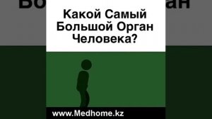 Какой самый большой орган человека?