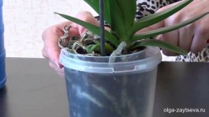 Как  поливать орхидеи