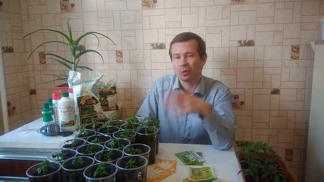 Чем обработать рассаду томатов,перцев,баклажанов.Лучший способ для приживания рассады