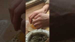 Личинка Черной Львинки.Муха начала спаривания?Первая кладка